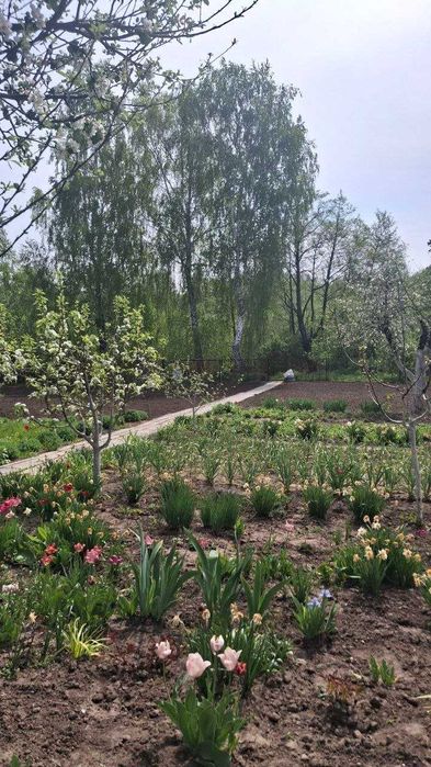 Продам Дачу СТ "Сільмашовець" в селі Мала Вільшанка (Терміновий продаж)
