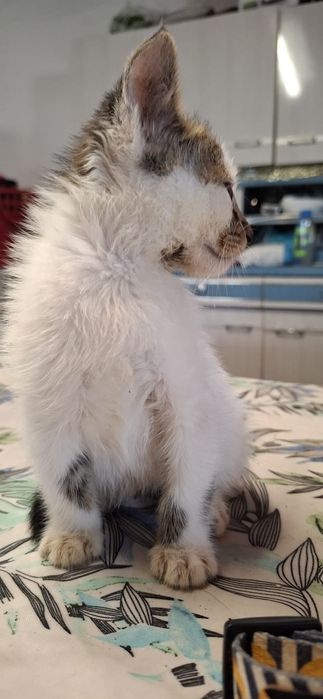 Gatinho macho branco e tigrado