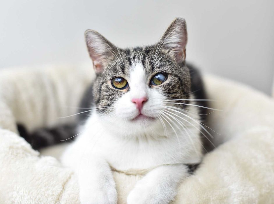 Kot do adopcji - BOBI, 1 rok