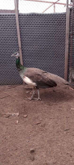 Paw królowski z tego roku