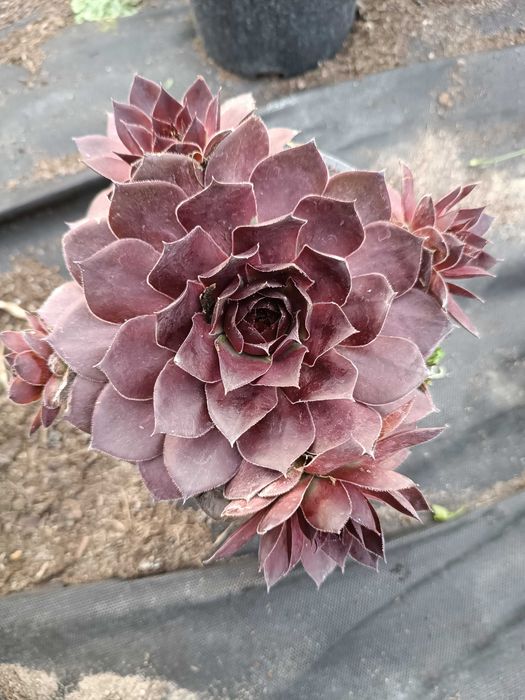rojnik big sam sempervivum 'power granade' P12