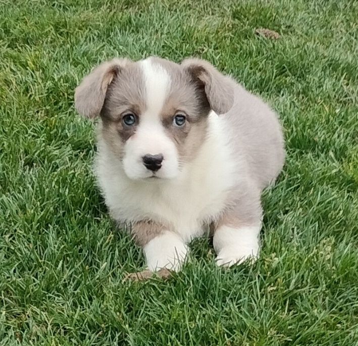 Welsh Corgi Cardigan