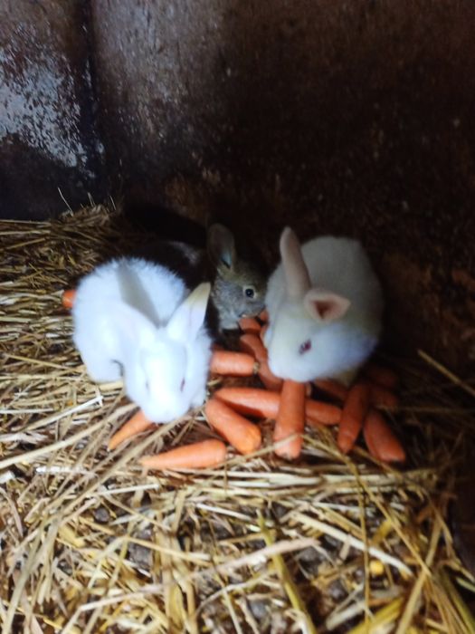 Animais da Quinta