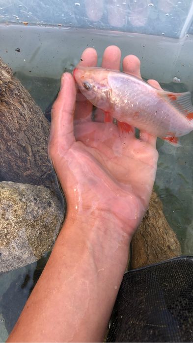 Carpas de varios tamanhos