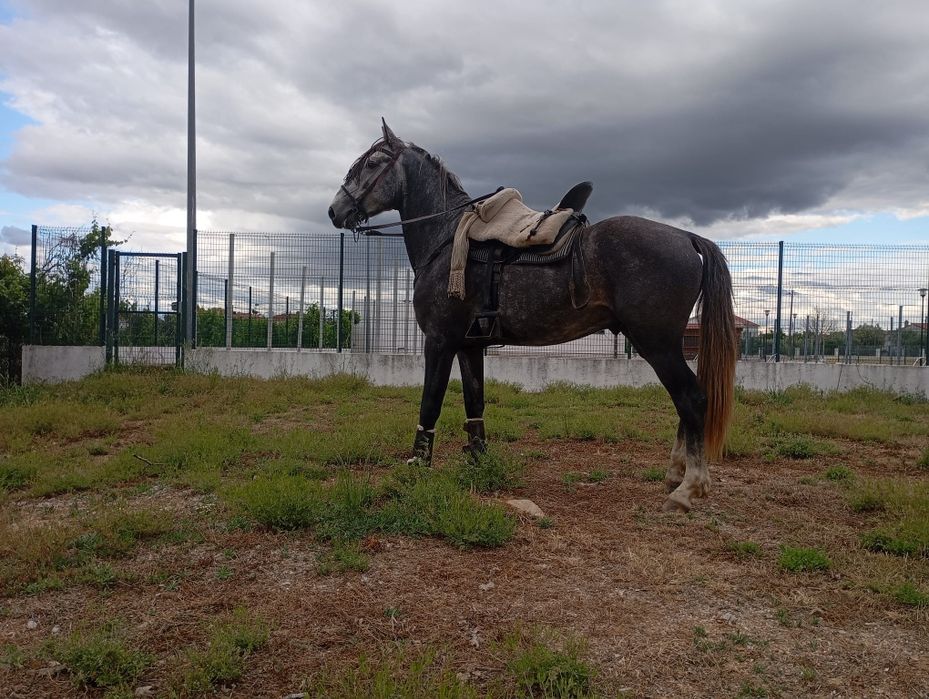 Vendo cavalo KWPN.  Cavalo muito manso bem montado muito muito bem eng