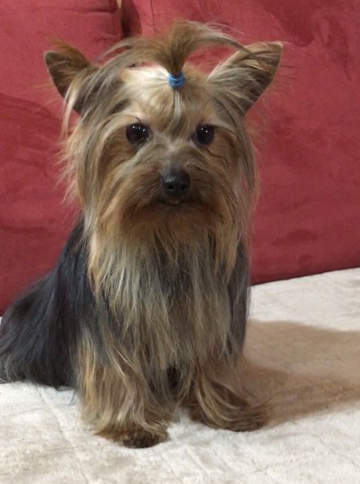 Хлопчик йорікширський тер'єр