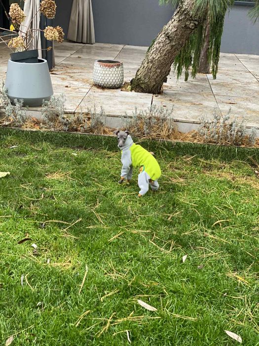 Charcik włoski chłopak