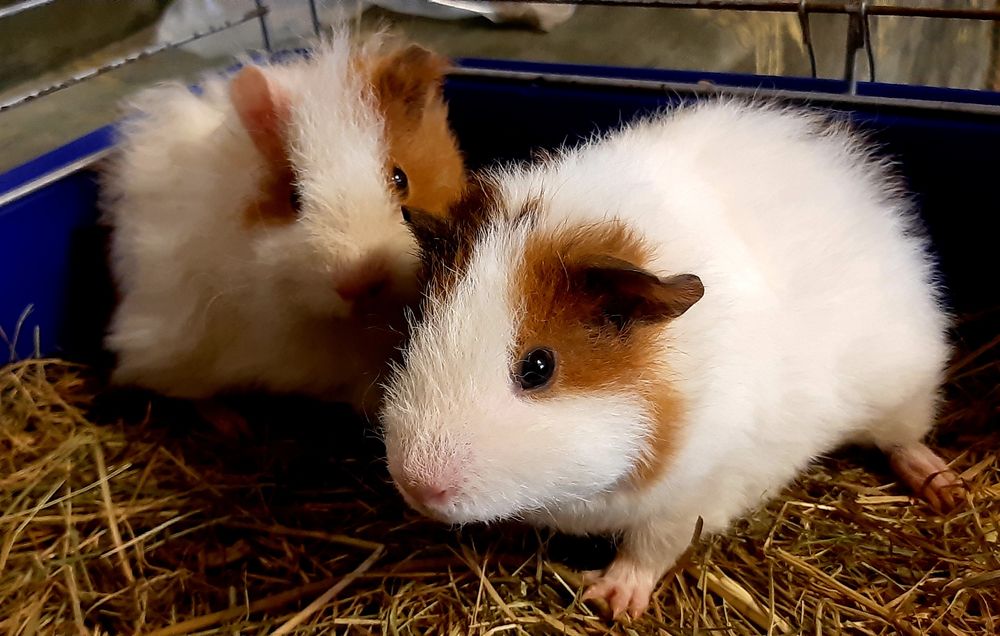 Морська свинка (мурчак)