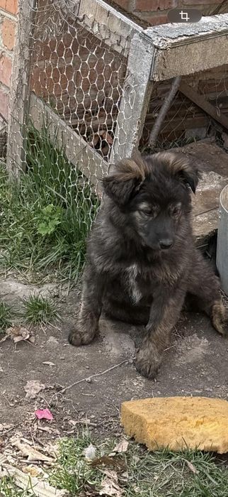 Дуже гарні цуцики