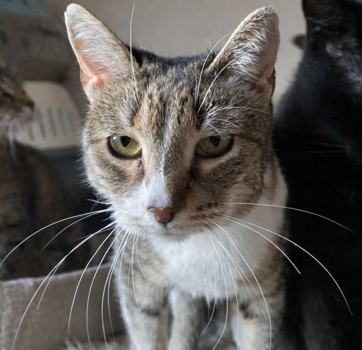 Poznań i okolice - kotka Miłka szuka domu