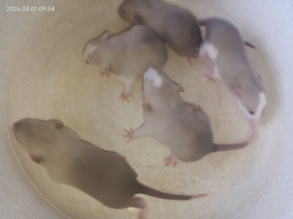 Крыски крисята милые декоративные Дамбо