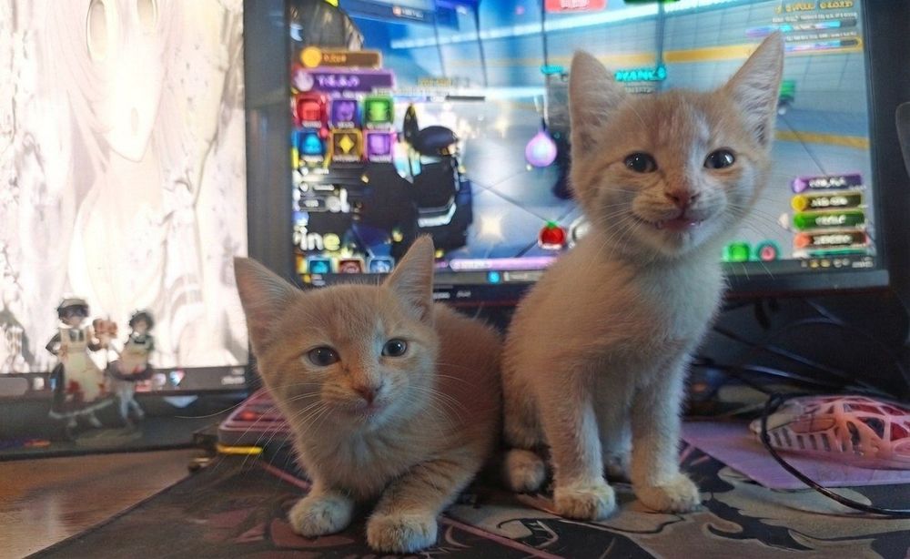 котят  в хорошие руки