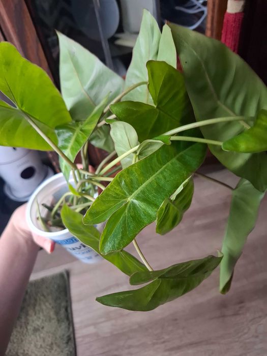 Philodendron pink lady philodendron paraiso verde