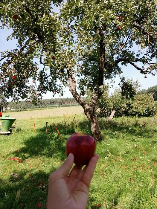 Jabłka malinówki