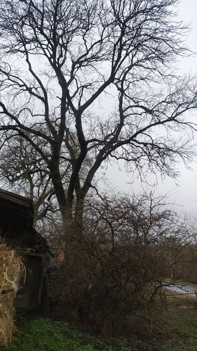 Продам кругляк ясеня.