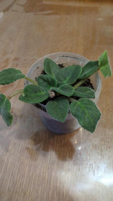 Фіалки укорінені