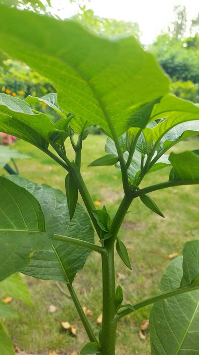 Datury - zdrowe sadzonki 2 letnie.