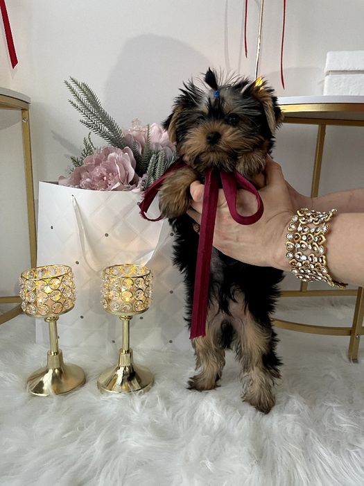 VIP Йорки чекають на свої сімʼї