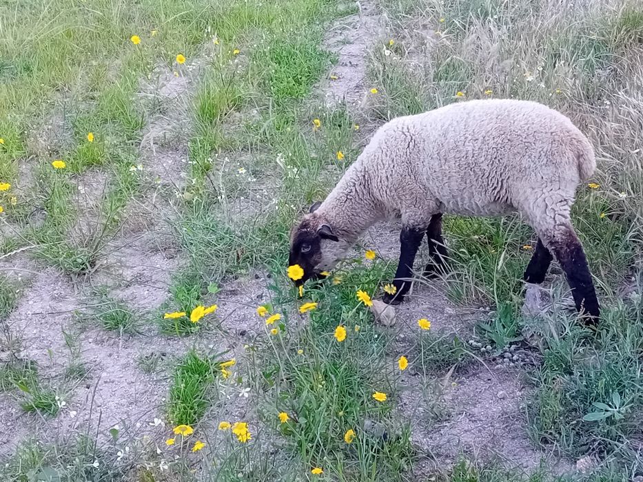 Borrega  x suffolk