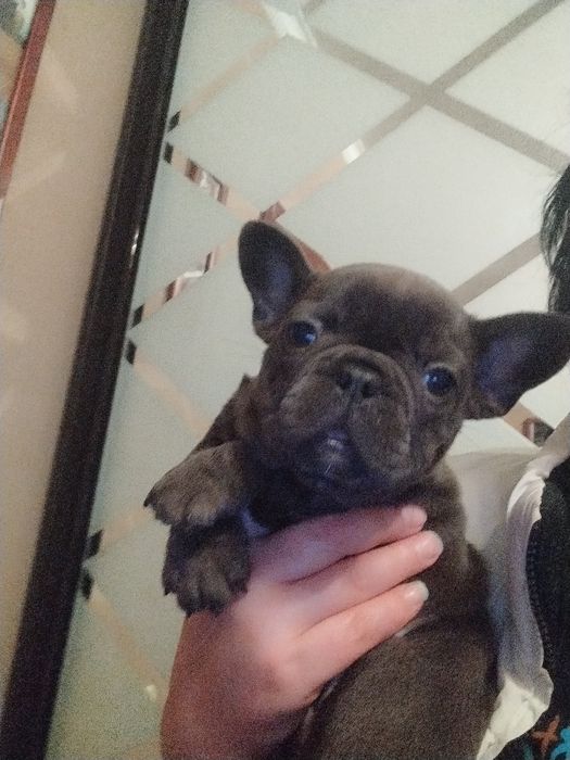 Хлопчик і дівчинка бульдожки