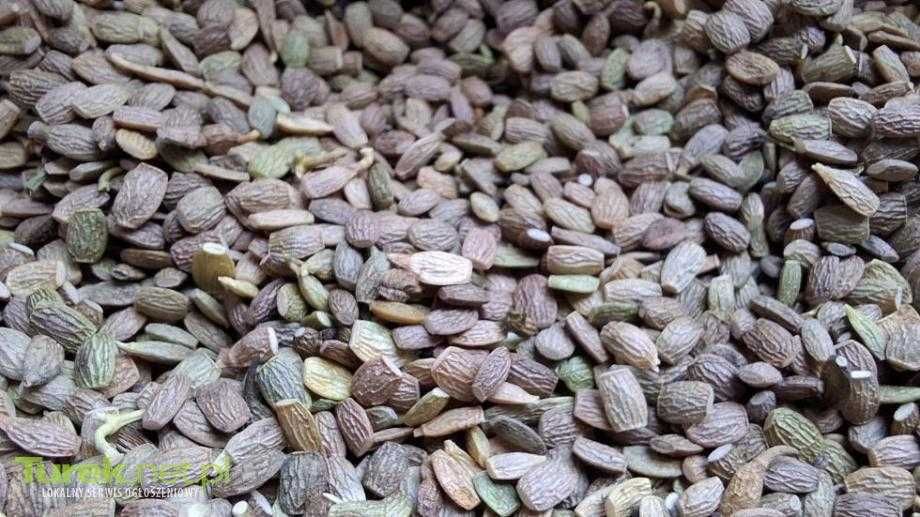 Seradela poplon 1kg