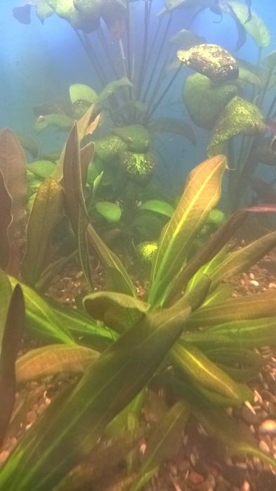 Эхинодорус Барта,