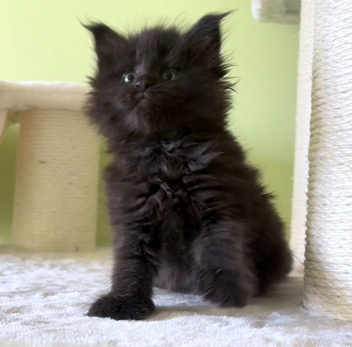 Maine Coon - czarna koteczka ! Po importach !