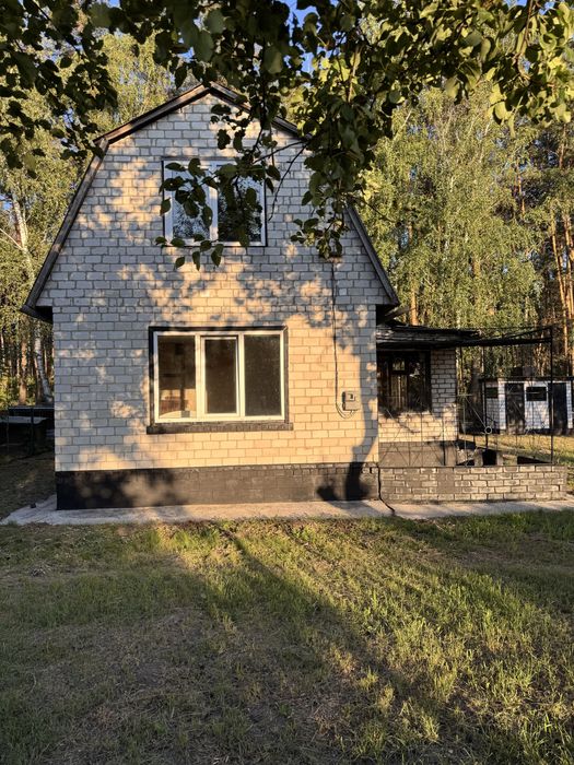 Кава в сосновому лісі зранку
