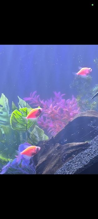 Rybki akwariowe Skalar GloFish