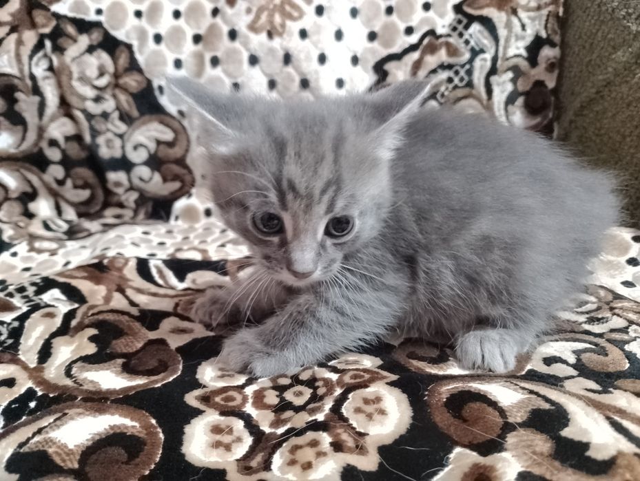 Віддам безкоштовно котеня.