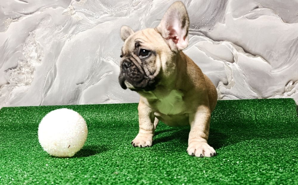 Хрюшки французские