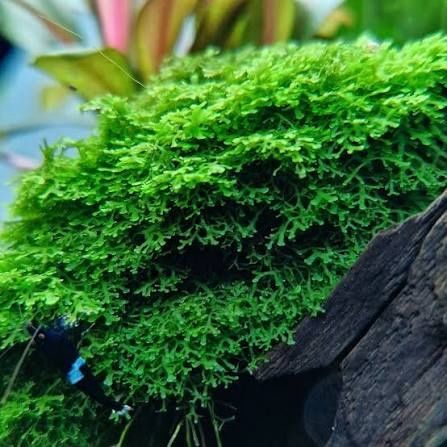 Musgo Riccardia Chamedryfolia 1-2-Grow