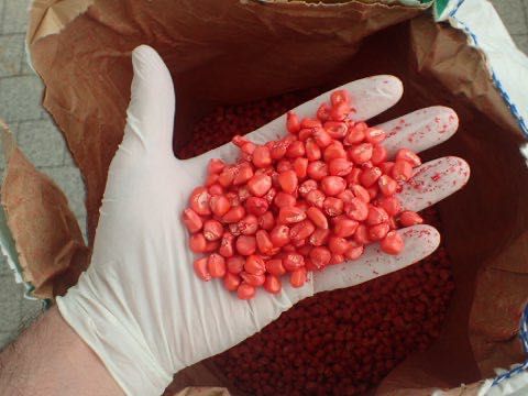 Kukurydza do siewu kwalifikat