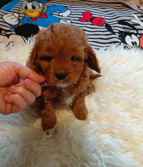Cavapoo - piesek red