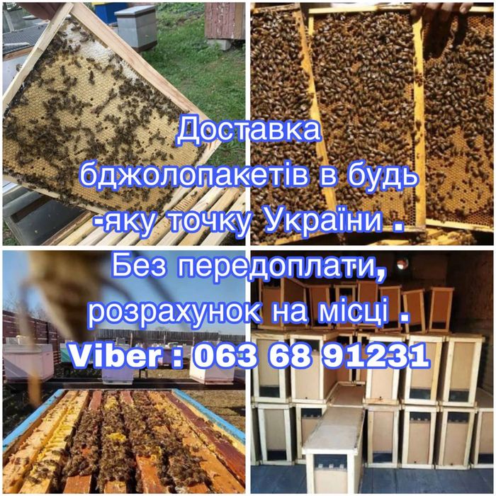 Доставка бджолопакетів , бджолопакети , сімї бджол , матки