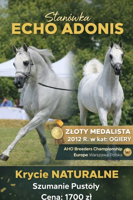 Stanówka Ogier Echo Adonis