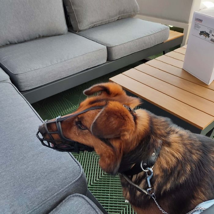 Oddam pieska w dobre ręce