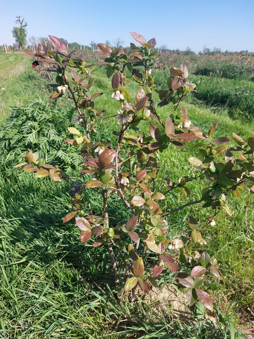 Krzewy borówki amerykańskiej