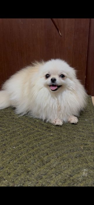 Сімпатюля. Дівчинка.