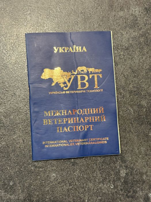 Вязка мальтійсьа балонка кобєль