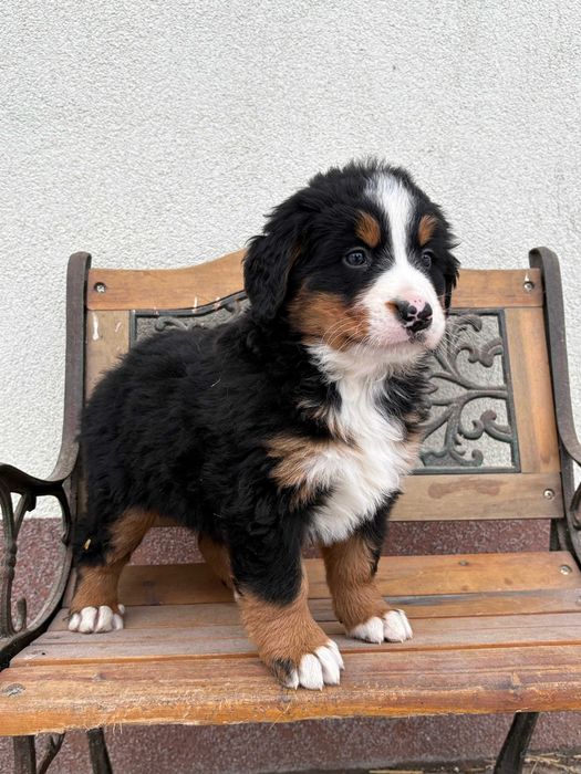 Berneński pies Pasterski