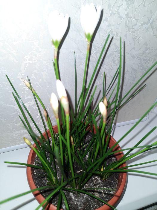 Вазон Зефірантес