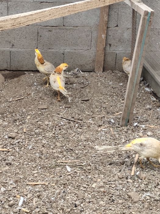 Faisões gi gi ou canário