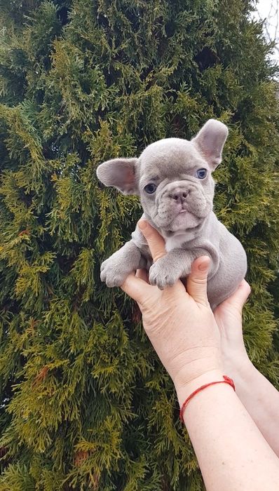 Французький бульдог