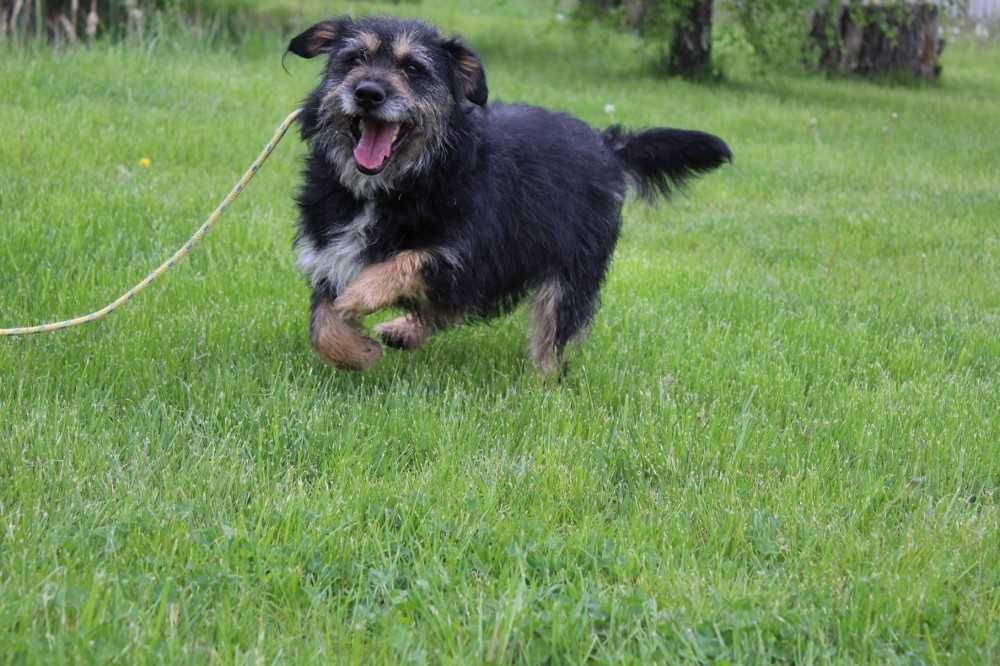 Lucyfer kocha człowieka , ale nie lubi psów - schronisko