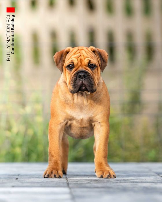 Buldog Kontynentalny Suczka - z rodowodem ZKwP FCI / Continental Bulldog / Conti / Radom / Hodowla ZKwP - Bully Nation FCI