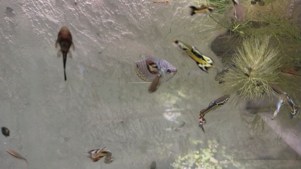 Glonojad  Gurami  gupiki mieczyki krewetka czerwona