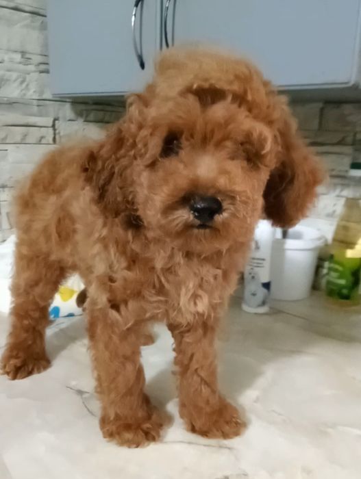 Милий.  кудряшка