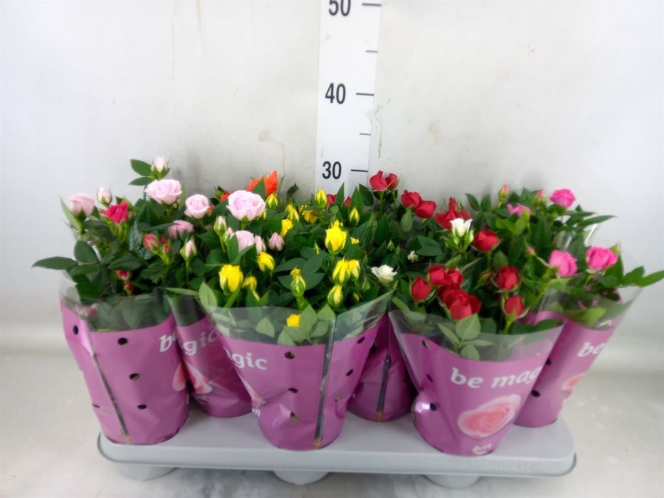 Кімнаті Рослини Вазони оптом