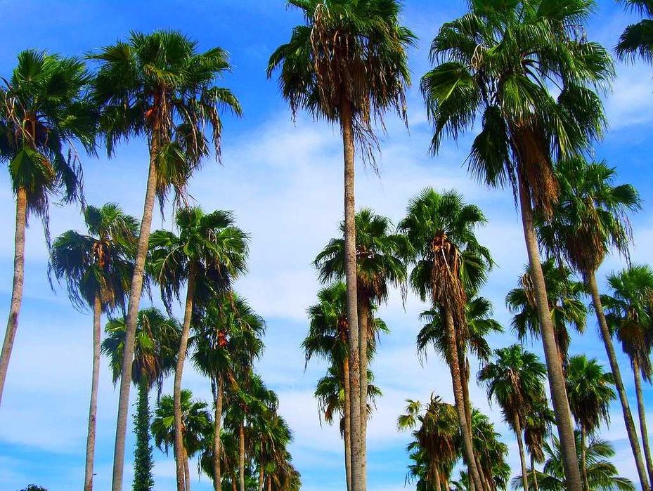 Sementes de palmeira leque/palmeira de saia washingtonia sp.